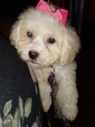 Ella Bella:Toy Poodle