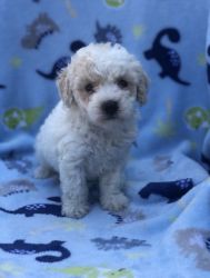 Gorgeous male Toy Poodle puppies