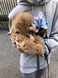 Toy Poodle purebred