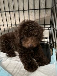 Chocolate Toy Poodle Puppy For Sale $2300