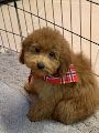 Purebreed Toy Poodle