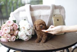 Teacup Chocolate Toy Poodle Puppy