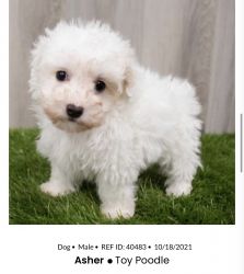 Asher -Toy Poodle puppy