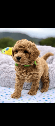 Stunning Toy poodle puppies
