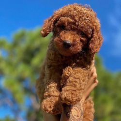 Gorgeous toy poodles puppies