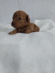 CKC Red Toy Poodle male
