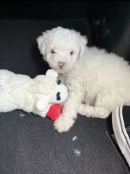 White Solid Female Toy Poodle