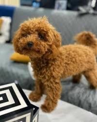 Adorable toy poodles puppies