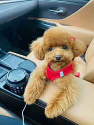 Adorable toy poodle puppy