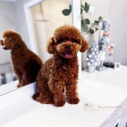 Adorable Toy Poodle