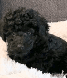 Toy Poodle for sale