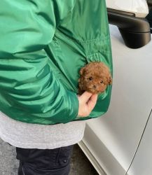 Adorable Toy poodle