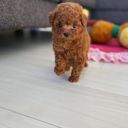 Adorable Toy poodle puppies
