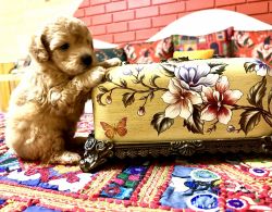 Toy poodle 3 female puppies available for sale 5 weeks old