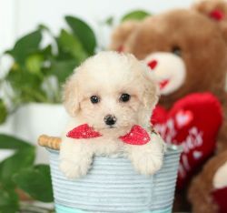 Adorable x Poodle toy puppies