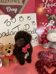Sweet toy poodle
