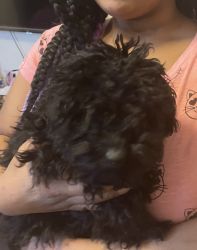 Black male toy poodle puppy 5 months