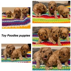 Toy Poodle Puppies Mom 7lb Dad 10 lb