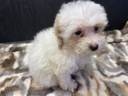 Gorgeous x Poodle toy puppies