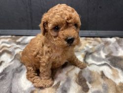 Adorable x Toy poodle puppies