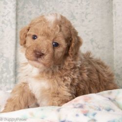 Cute x toy poodle puppies