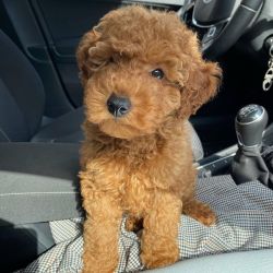 Stunning x toy poodle puppies