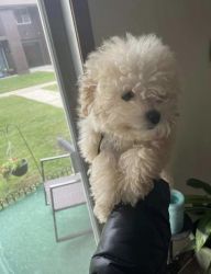 Toy poodle for sale