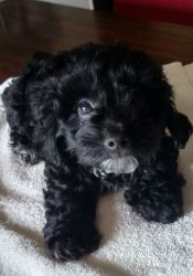 Puppy for sale in southern Oregon