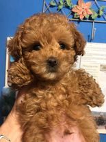 Adorable Male Toy Poodle