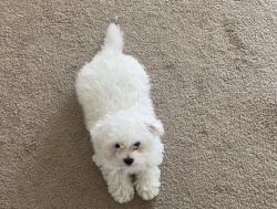 Lovely toy poodle for sale