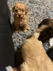 Pure bred Toy poodle puppies