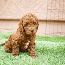 Gorgeous x Toy poodle puppies