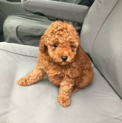 Adorable Toy poodle puppies
