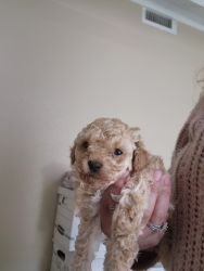 2 Girls Available Toy Poodles