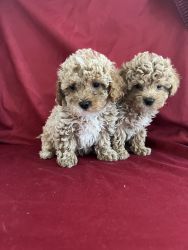 Purebred toy poodles