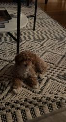 APOLLO- 4 Month Old, Purebred Toy Poodle Puppy