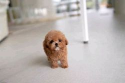 Tea cup toy poodle puppies