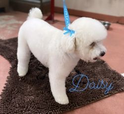 Daisy white toy poodle