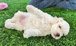 Toy poodle pups for loving homes