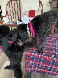 One year old Toy Poodle