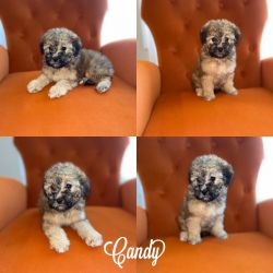 Toy Poodle Puppies Puppy