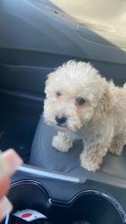 6month male toy poodle for sale