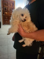 Adult Toy poodle white