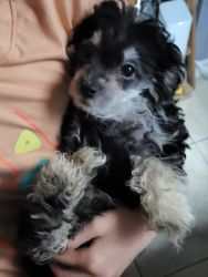 Black and Apricot toy poodle puppy
