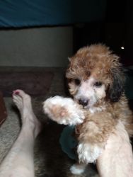 Toy Poodle Puppy Male