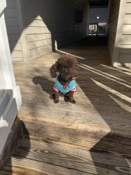 Playful Toy poodle