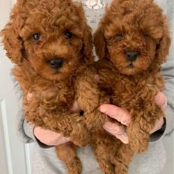 Beautiful Toy Poodle Puppies.