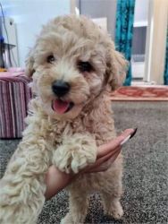 AKC Registered Toy Poodle Puppies For Sale!