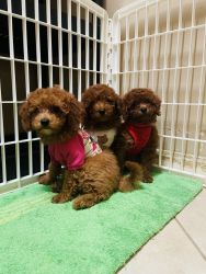 3 mini toy poodle. pure breed