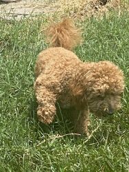 Toy Poodle (Red)